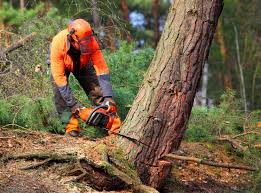 Tree and Shrub Care in Bremen, GA