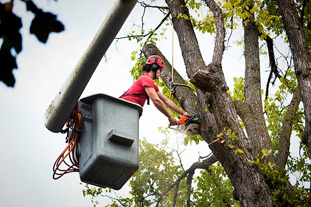 How Our Tree Care Process Works  in  Bremen, GA